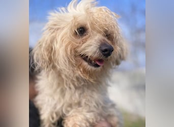 Pamacs - Kleiner Kämpfer sucht Liebe und Geborgenheit