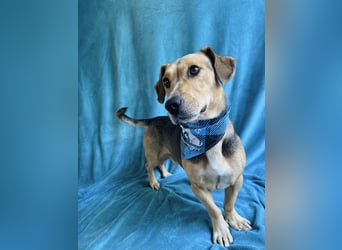 Sebestyen -Freundlicher Begleiter sucht seine Menschen!