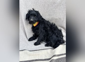 Bozont - Sanfter Schatz sucht geduldiges Zuhause *bald in 71711 Murrr*