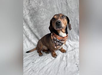 Robin - kleiner Dackelmix mit sensiblem Herz sucht sein Zuhause