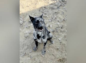 Sheldon - Sportlicher Rüde sucht aktive Familie