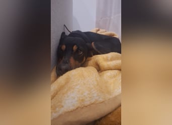 Nuri - freundliche kleine Hündin sucht liebevolles Zuhause