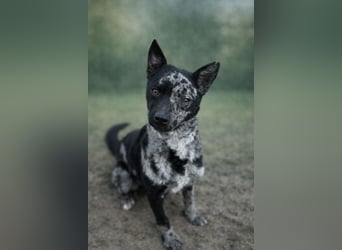 Sheldon - Sportlicher Rüde sucht aktive Familie