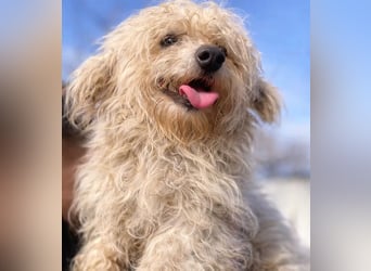 Pamacs - Kleiner Kämpfer sucht Liebe und Geborgenheit