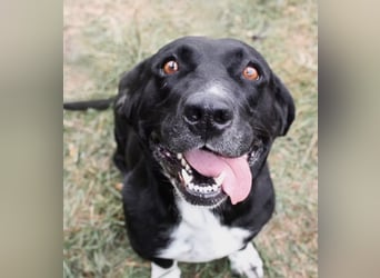 Beauty -Verschmuste Hündin sucht Familie