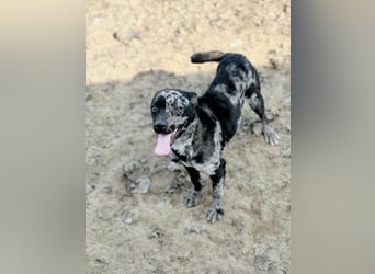 Sheldon - Sportlicher Rüde sucht aktive Familie