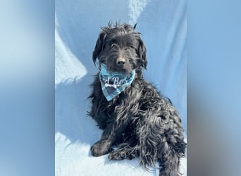 Bozont - Sanfter Schatz sucht geduldiges Zuhause *bald in 71711 Murrr*