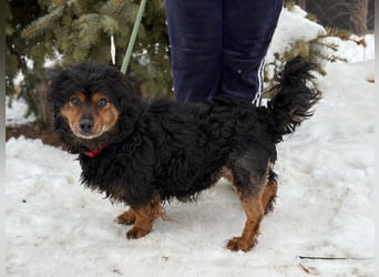 Bongor - Besonderer Schatz auf der Suche nach seinen Menschen!