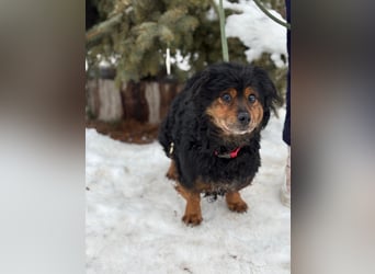 Bongor - Besonderer Schatz auf der Suche nach seinen Menschen!