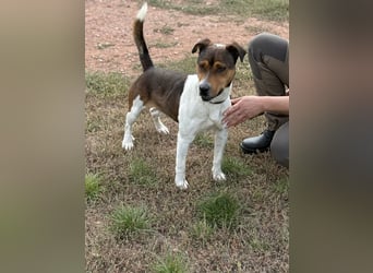 Beens- lieber kleiner Rüde sucht sein Zuhause