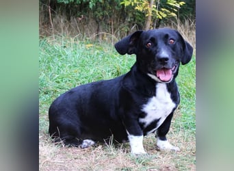 Beauty -Verschmuste Hündin sucht Familie