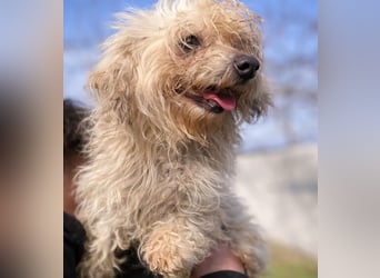 Pamacs - Kleiner Kämpfer sucht Liebe und Geborgenheit