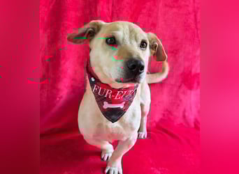 Cedric -Liebevoller Rüde möchte endlich ankommen!