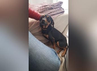 Nuri - freundliche kleine Hündin sucht liebevolles Zuhause