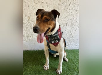 Beens- lieber kleiner Rüde sucht sein Zuhause