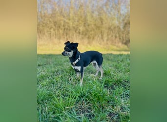 Tammy - Fröhliche kleine Hündin sucht Zuhause im Doppelpack