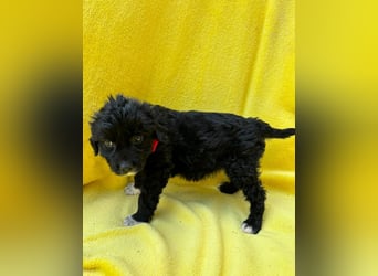 Misty - Fröhliche Misty sucht aktive Menschen fürs gemeinsame Abenteuer