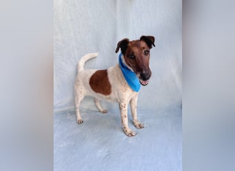 Roxi - Charmante Hundedame sucht ein liebevolles Zuhause!