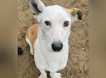 Arminka -Sensibler Begleiter mit großem Herz