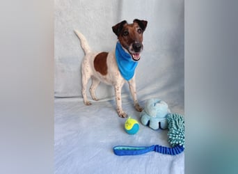 Roxi - Charmante Hundedame sucht ein liebevolles Zuhause!