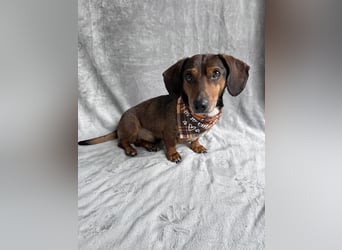 Robin - kleiner Dackelmix mit sensiblem Herz sucht sein Zuhause