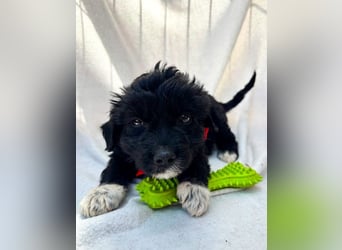 Misty - Fröhliche Misty sucht aktive Menschen fürs gemeinsame Abenteuer