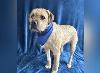 Jack -kleiner fröhlicher verspielter Rüde