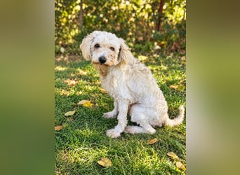 Hope - Kämpferherz Hope sucht sein Happy-End!