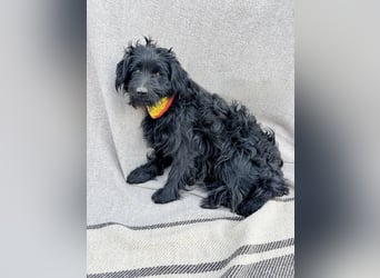 Bozont - Sanfter Schatz sucht geduldiges Zuhause *bald in 71711 Murrr*