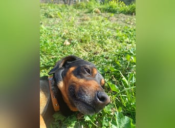 Nuri - freundliche kleine Hündin sucht liebevolles Zuhause