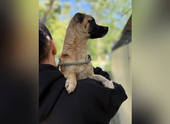 Pippa Kleine Schmusemaus sucht ihr Glück