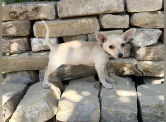 Peanut (Pepsi) Kleiner Peanut sucht großes Familienglück