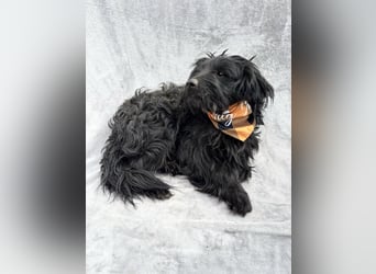 Bozont - Sanfter Schatz sucht geduldiges Zuhause *bald in 71711 Murrr*