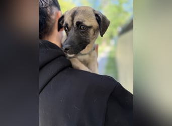Pippa Kleine Schmusemaus sucht ihr Glück