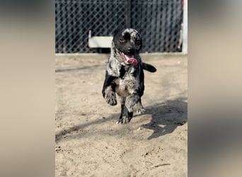 Sheldon - Sportlicher Rüde sucht aktive Familie