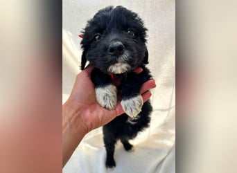 Misty - Fröhliche Misty sucht aktive Menschen fürs gemeinsame Abenteuer