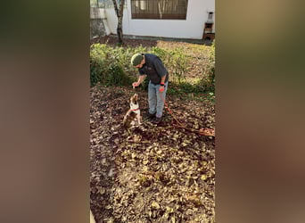 Beens- lieber kleiner Rüde sucht sein Zuhause