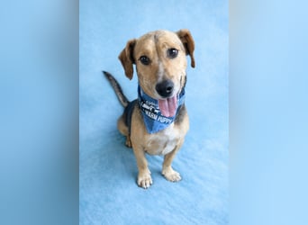 Sebestyen -Freundlicher Begleiter sucht seine Menschen!