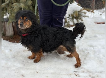 Bongor - Besonderer Schatz auf der Suche nach seinen Menschen!