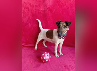 Roxi - Charmante Hundedame sucht ein liebevolles Zuhause!