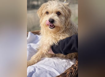 Pityu - Sensibler Hundejunge sucht geduldige Menschen