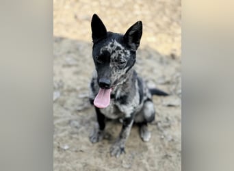 Sheldon - Sportlicher Rüde sucht aktive Familie