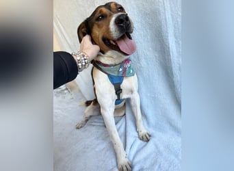 Beens- lieber kleiner Rüde sucht sein Zuhause