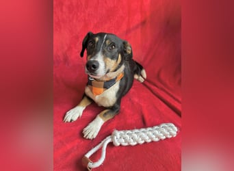 Pepito - Kleiner Charmeur sucht seine Menschen!