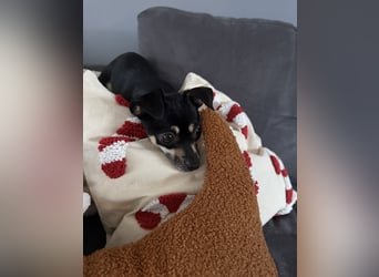 Tammy - Fröhliche kleine Hündin sucht Zuhause im Doppelpack