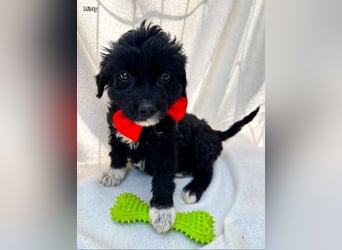 Misty - Fröhliche Misty sucht aktive Menschen fürs gemeinsame Abenteuer