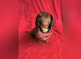 Robin - kleiner Dackelmix mit sensiblem Herz sucht sein Zuhause