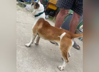 Arminka -Sensibler Begleiter mit großem Herz