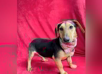 Oszvald - Liebevolle Seele sucht sein Happy End!