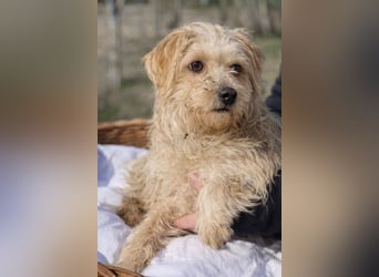 Pityu - Sensibler Hundejunge sucht geduldige Menschen